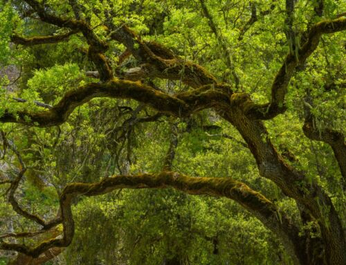 Protecting Your Oak Trees from Sudden Oak Death